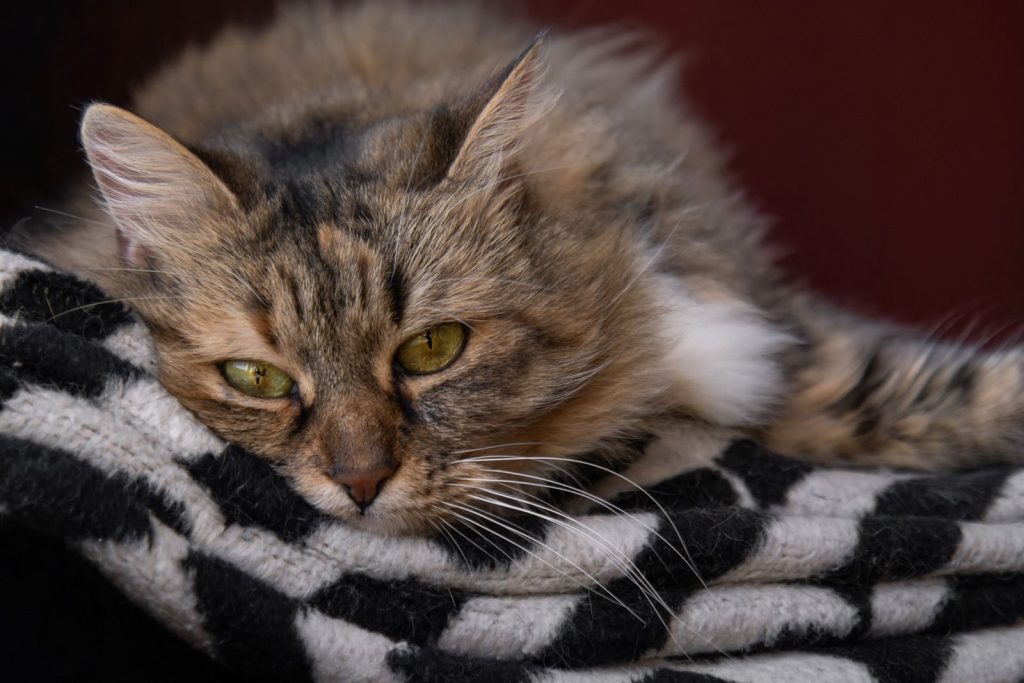 A Persian cat with green eyes relaxes on a patterned blanket indoors.