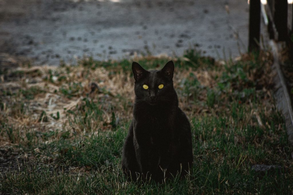 A black cat with glowing eyes sits on a grassy field outdoors, creating a mysterious vibe.