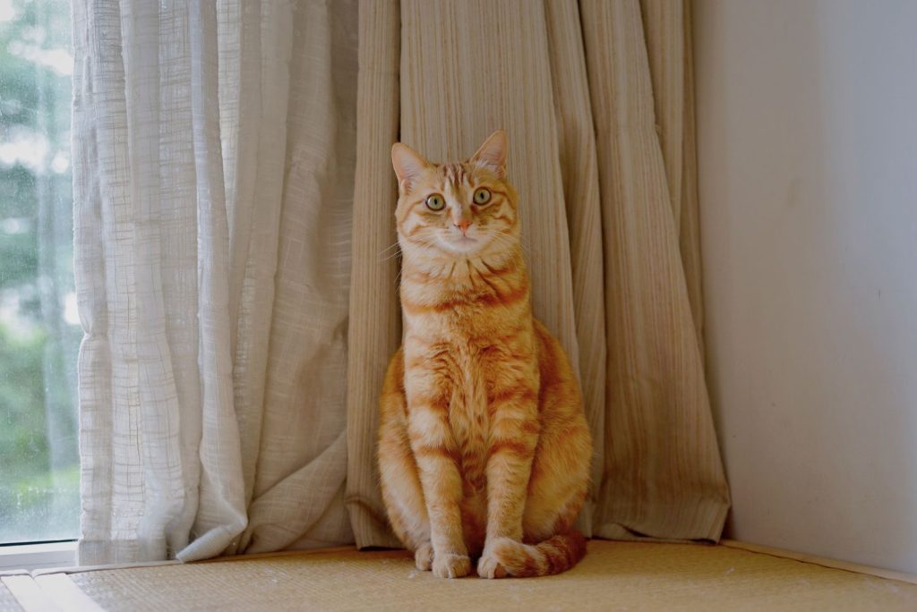 A calm ginger tabby cat sitting near curtains with natural light.