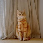 A calm ginger tabby cat sitting near curtains with natural light.