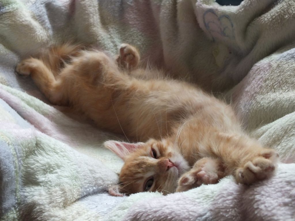 Adorable ginger kitten sleeping comfortably on a fluffy blanket indoors.