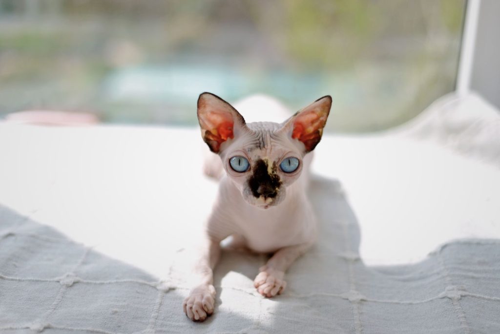 A striking Sphynx cat with vibrant blue eyes lies on a sunlit surface.