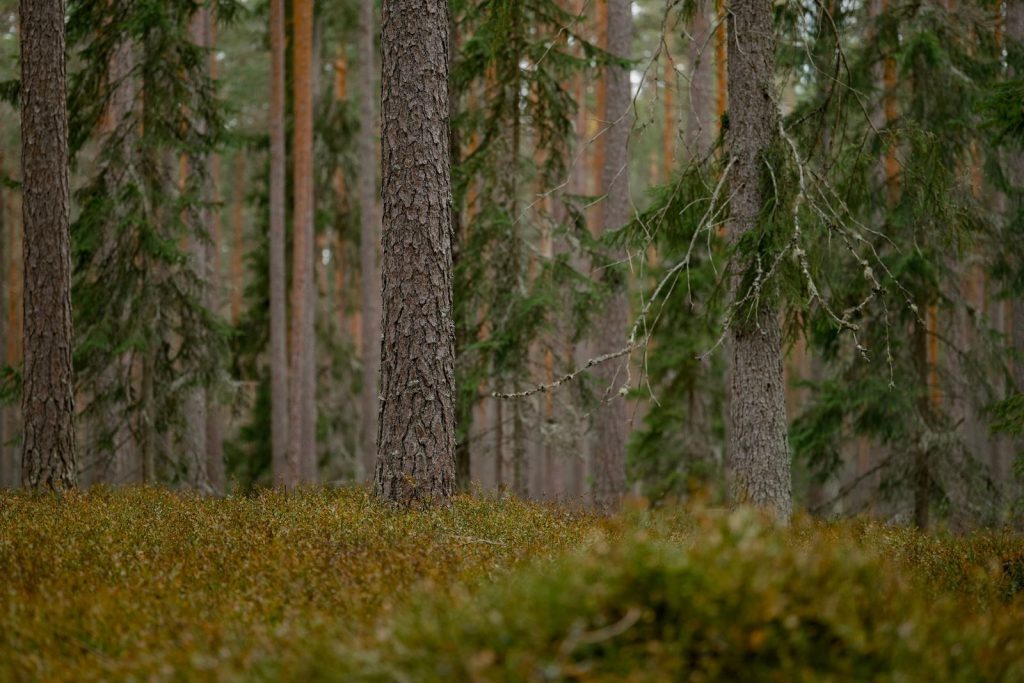 Tranquil pine forest showcasing tall trunks and dense green foliage.