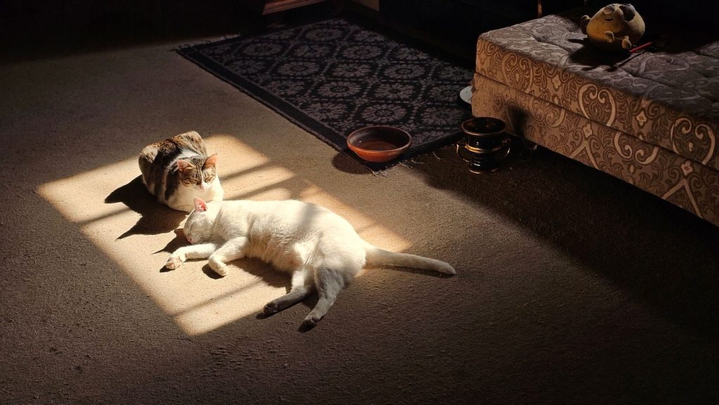 Two cats bask in warm sunlight on carpeted floor, creating a serene scene.