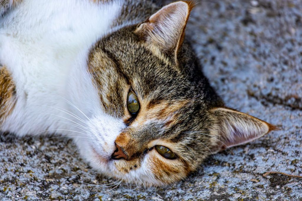 A cozy tabby cat lounging on a stone surface, showcasing its beautiful, multicolored fur.
