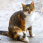 An alert calico cat sits on a textured pavement, showcasing its colorful fur.