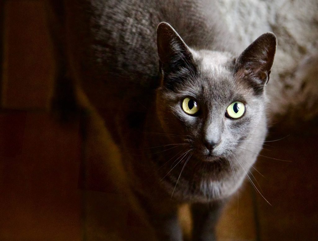 An indoor close-up of a Russian Blue cat with striking yellow eyes, highlighting its sleek fur.