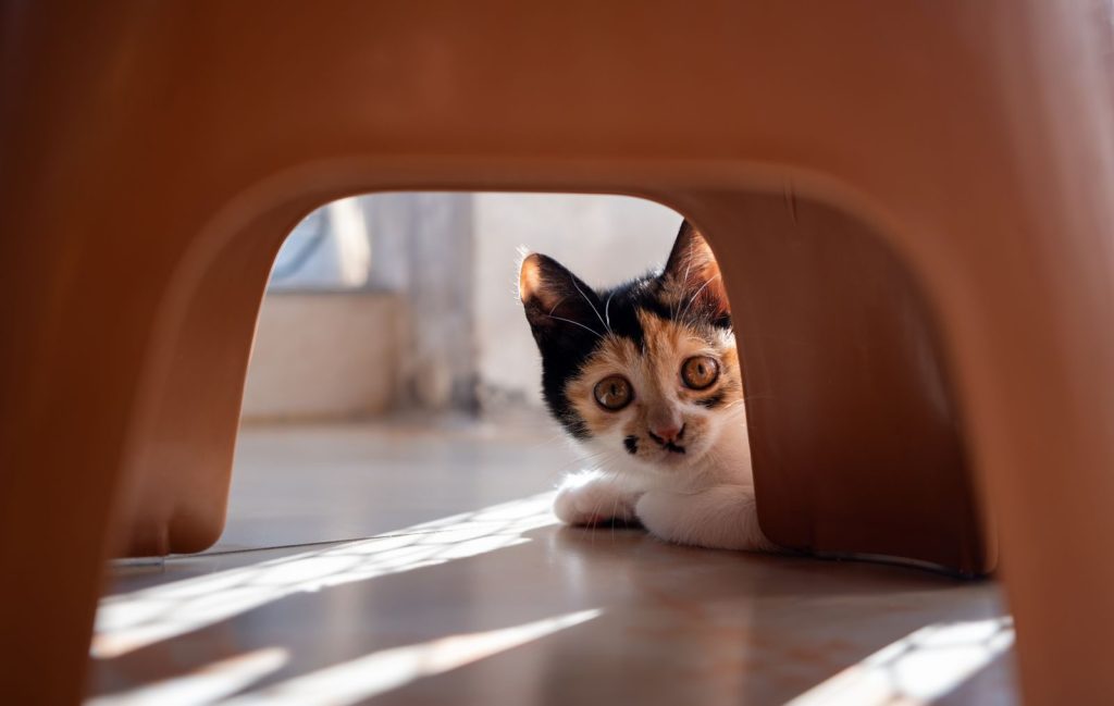 Adorable calico kitten peering out from under a chair with curious eyes.