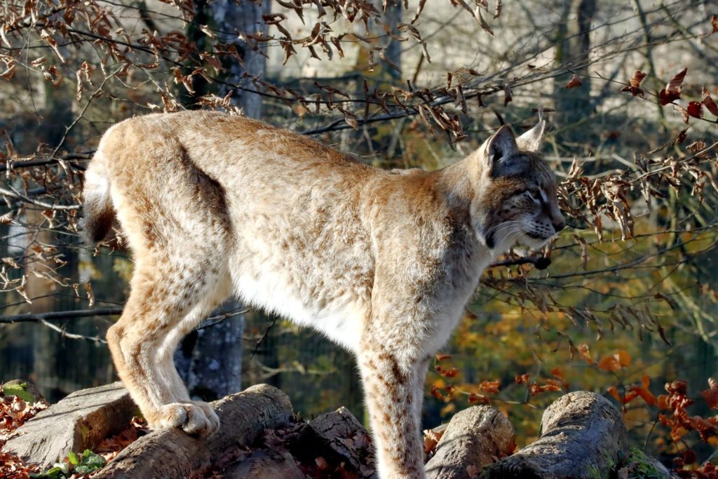 A lynx stands gracefully on a log amidst autumn foliage in a forest.