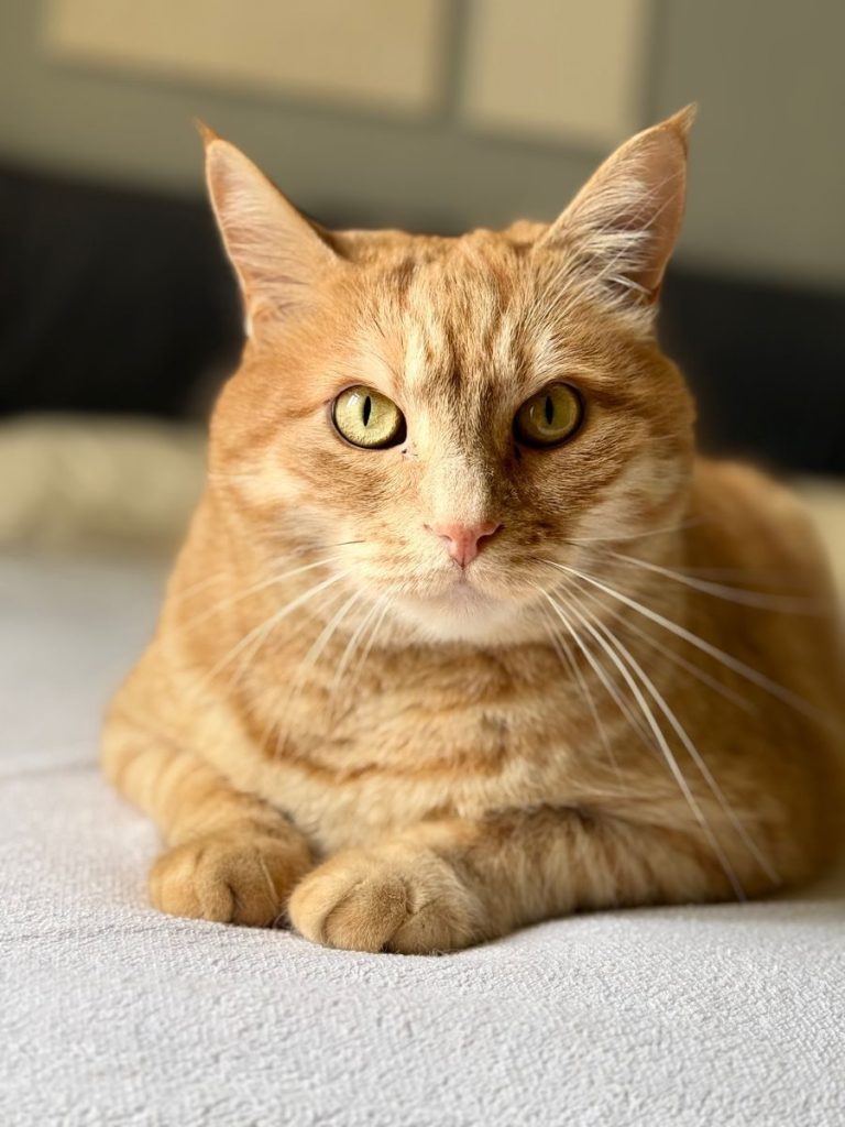 Detailed portrait of an orange tabby cat lying on a bed in natural light.