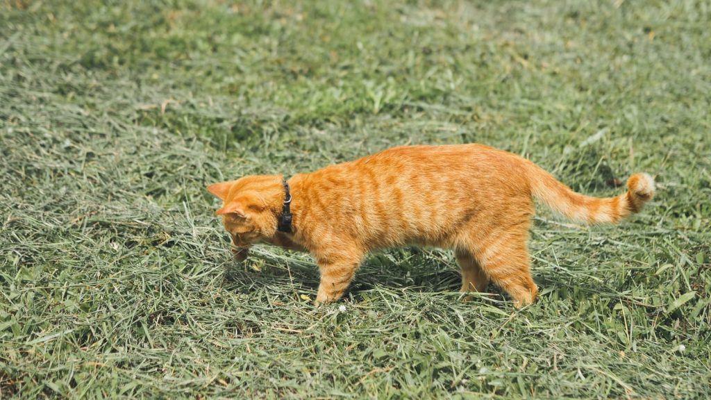 A curious ginger cat with a collar exploring a grassy field on a sunny day.