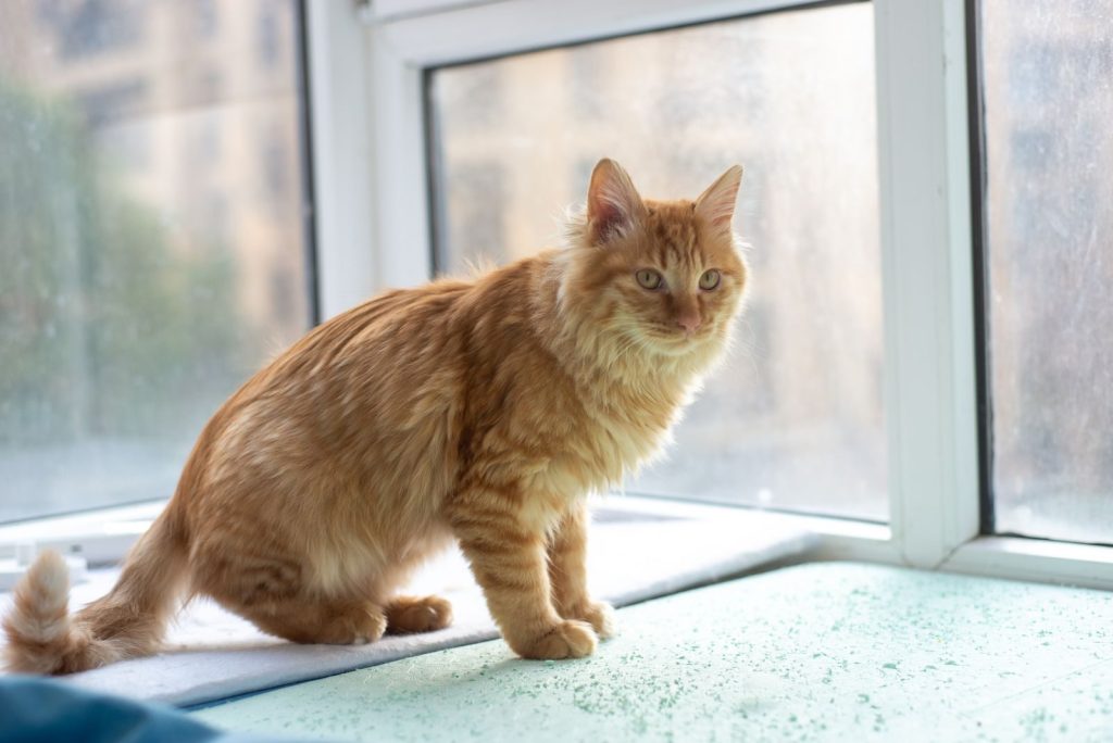 A fluffy ginger cat sits by a sunlit window in a cozy indoor setting, exuding warmth and tranquility.