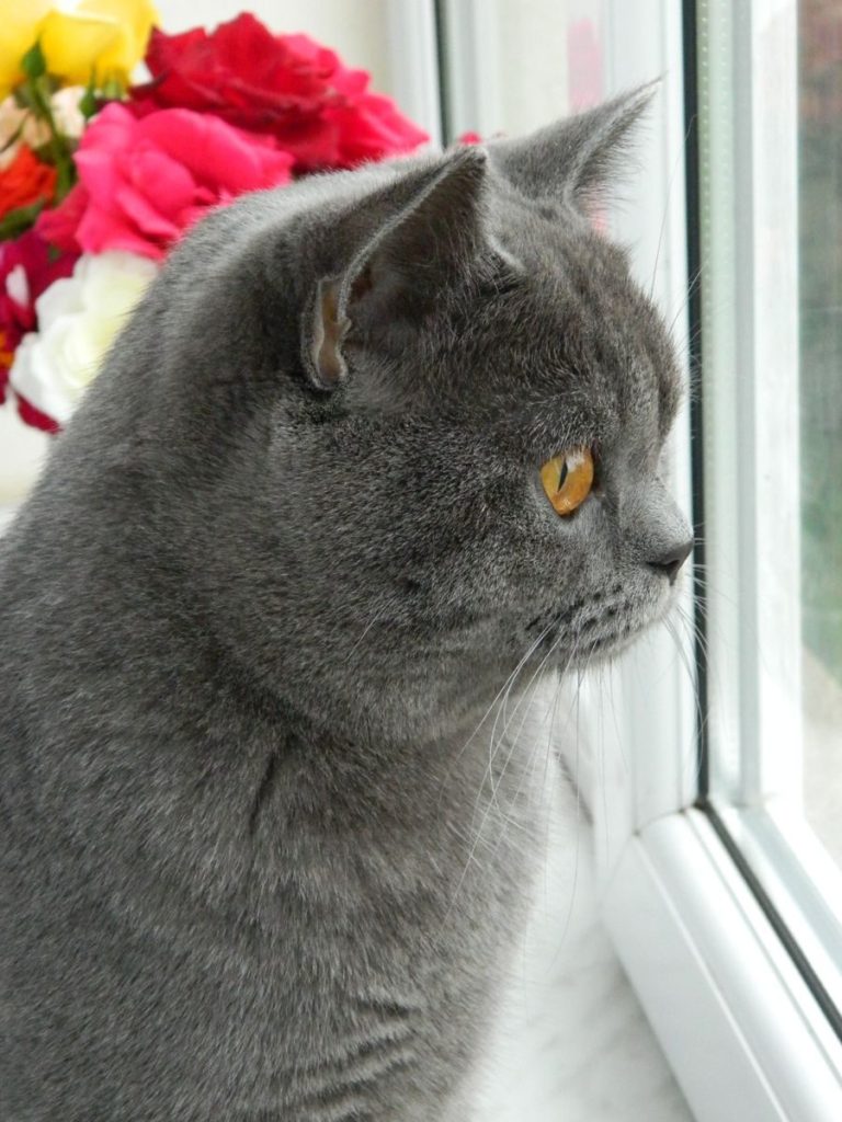 A grey British Shorthair cat with yellow eyes gazes out a window, surrounded by colorful flowers.