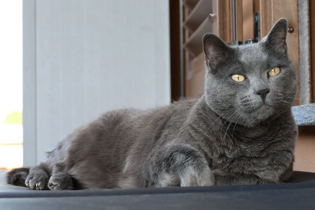 Close-up of a relaxed grey cat comfortably lounging indoors during the day.