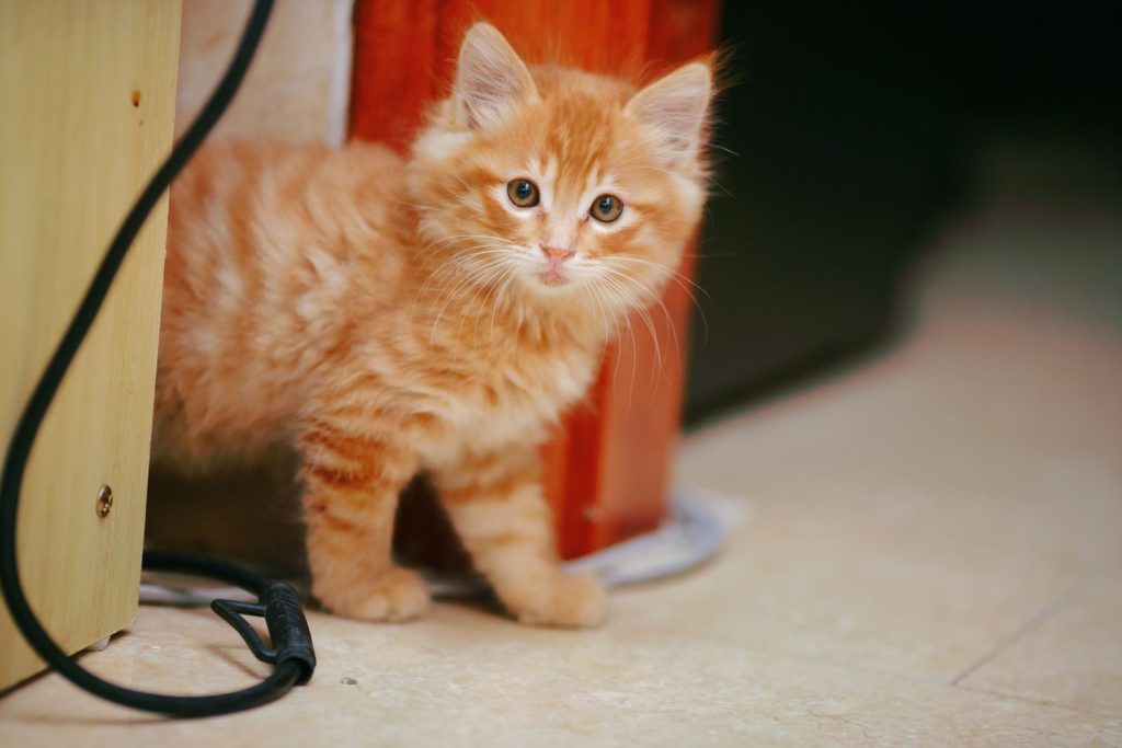 Charming young ginger kitten with fluffy fur standing indoors, looking curious.