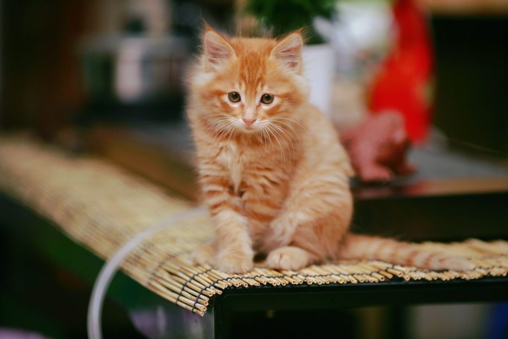 A fluffy ginger kitten sitting adorably on a bamboo mat indoors.
