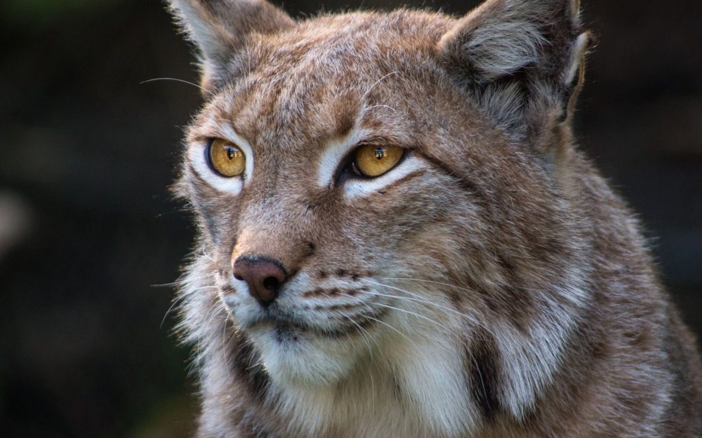Detailed close-up of a Eurasian lynx (Lynx lynx) with striking eyes in Hof, Germany.