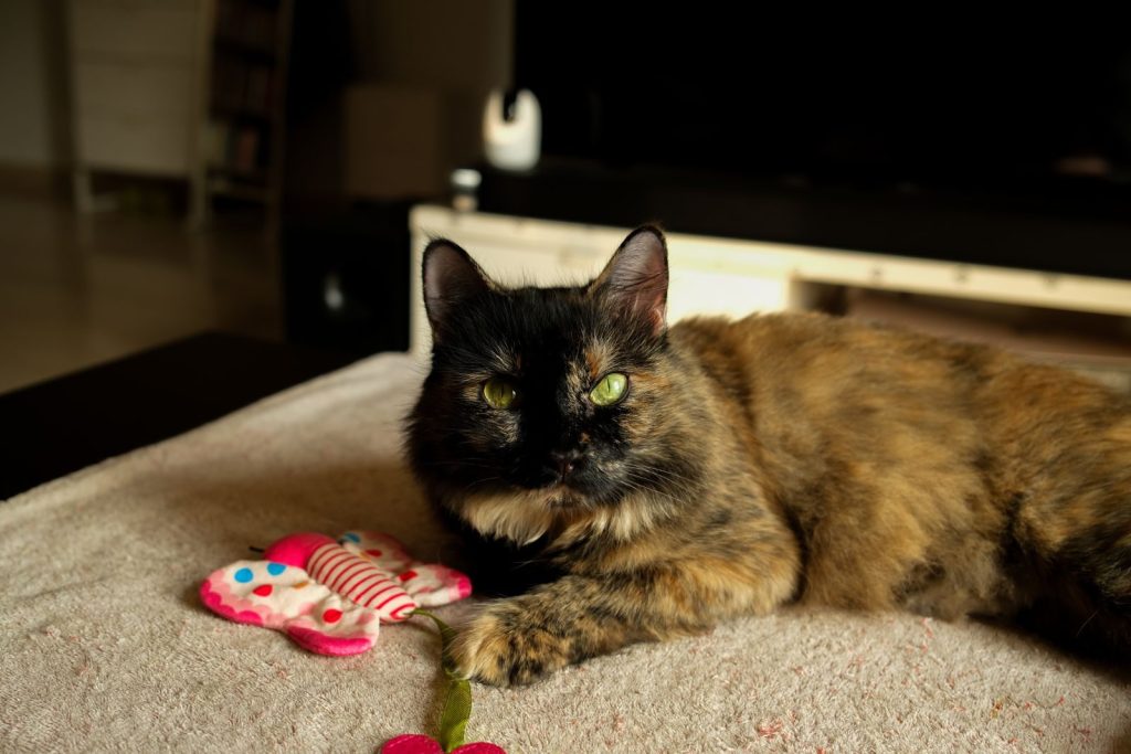 A tortoiseshell cat lounges comfortably indoors with a colorful toy, creating a cozy and serene atmosphere.