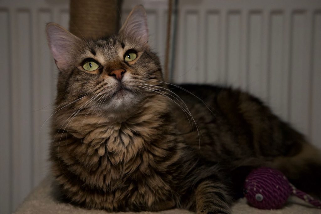 A beautiful Maine Coon cat looking upwards with a curious expression, indoors.