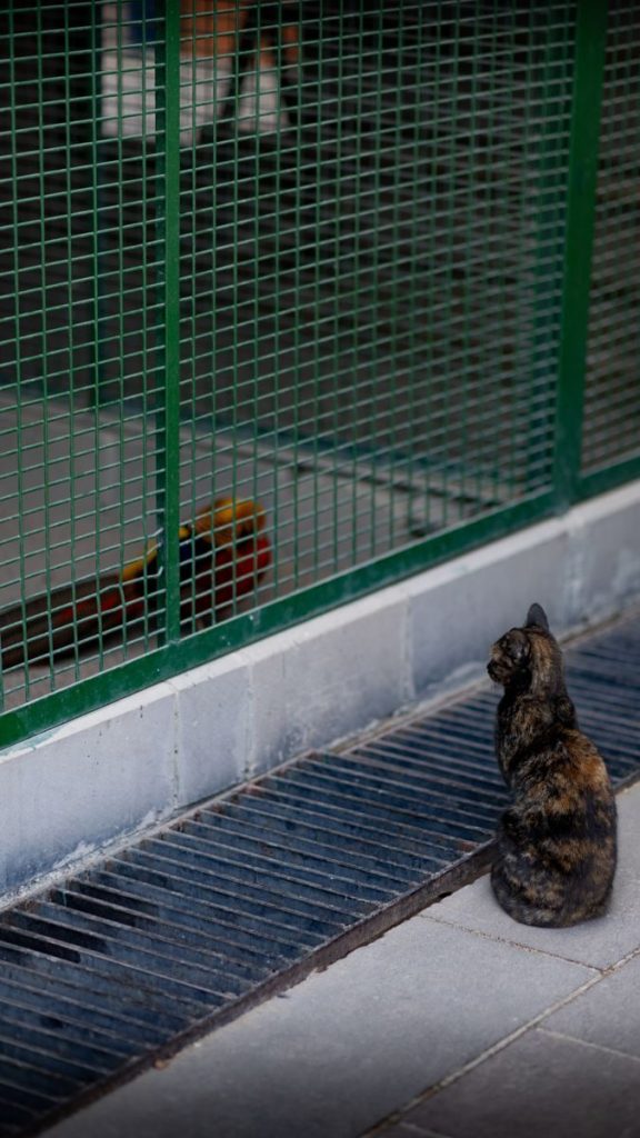 Tortoiseshell cat watching a caged parrot in an urban setting.