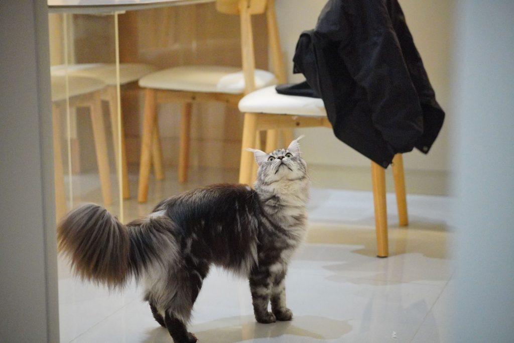 A fluffy cat standing on a glossy floor indoors, gazing upwards near wooden furniture.