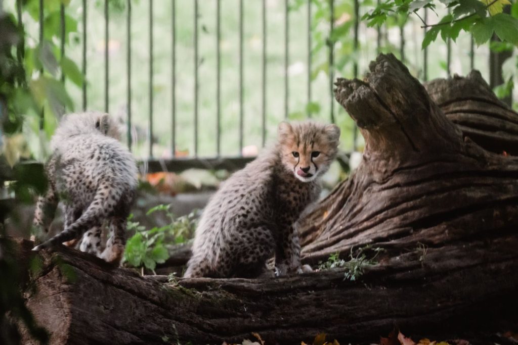 Two cute cheetah cubs playing around a tree trunk in a zoo enclosure, showcasing wildlife innocence.