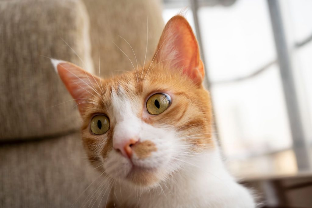 An inquisitive orange tabby cat with yellow eyes looking curiously at the camera indoors.