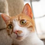 An inquisitive orange tabby cat with yellow eyes looking curiously at the camera indoors.