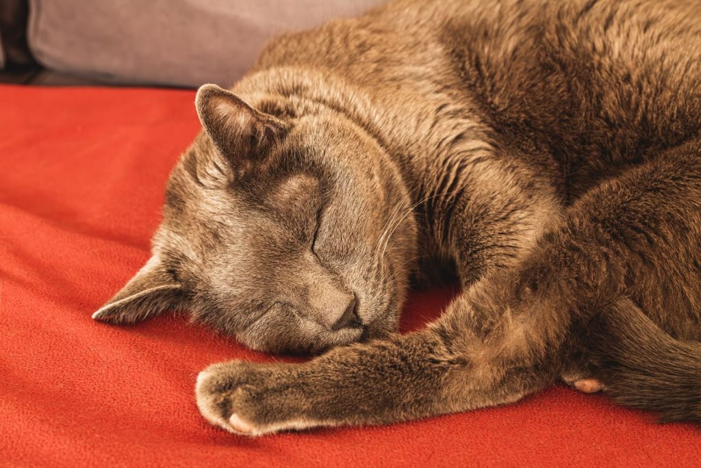 A peaceful cat sleeping soundly on a vibrant red blanket indoors.
