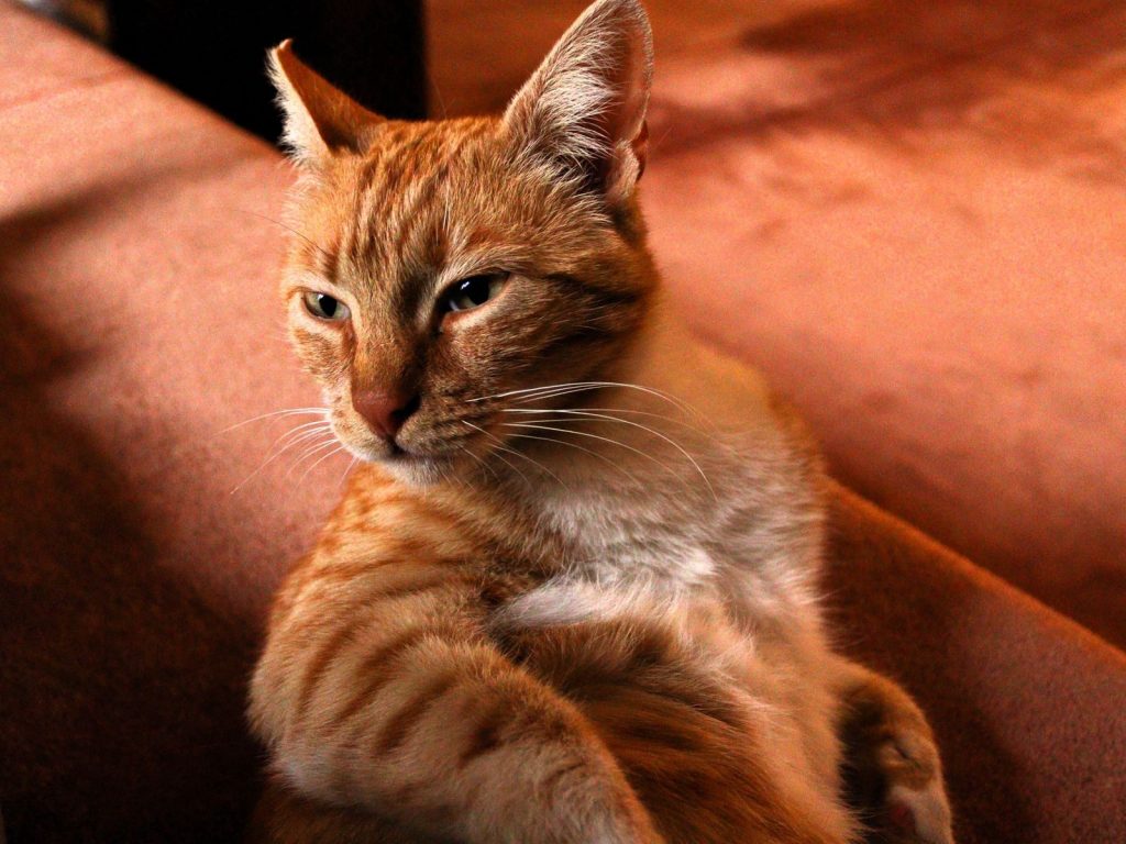 A relaxed orange tabby cat lounging on a sofa, embodying comfort and warmth.