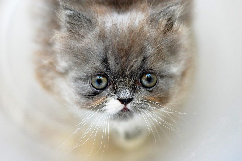 kitten, cat, a little, sweet, cute, animal, charming, quite a bit, fluffy, pet, this position, persica, nature, grey