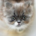 kitten, cat, a little, sweet, cute, animal, charming, quite a bit, fluffy, pet, this position, persica, nature, grey