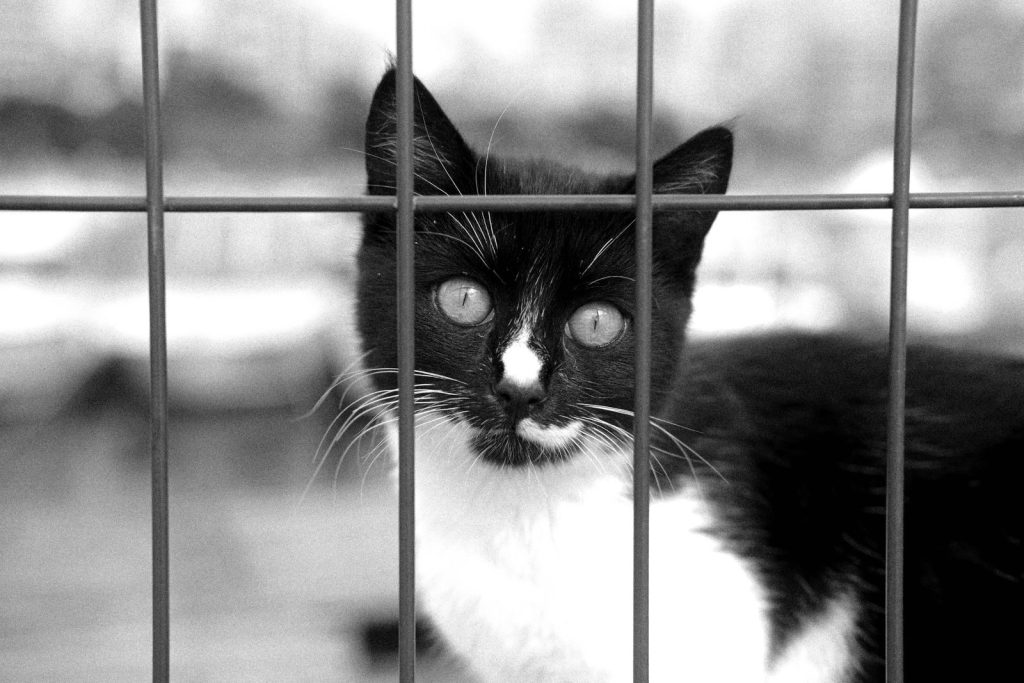 Black and white cat peers through metal bars in a striking grayscale photo.