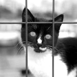 Black and white cat peers through metal bars in a striking grayscale photo.