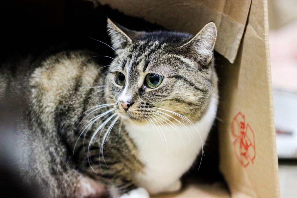 A tabby cat with green eyes sitting comfortably in a cardboard box.