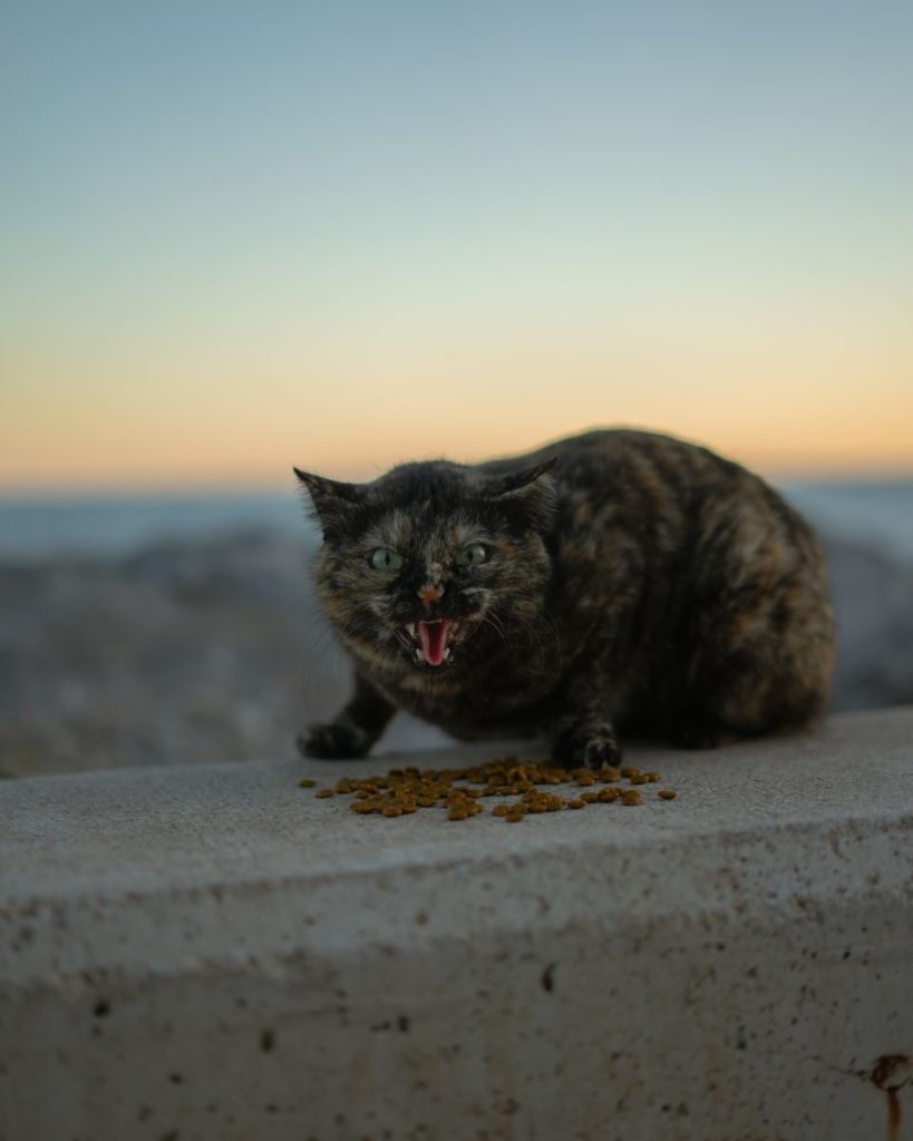 A street cat eating at sunset in Mersin, Türkiye, with ocean view.