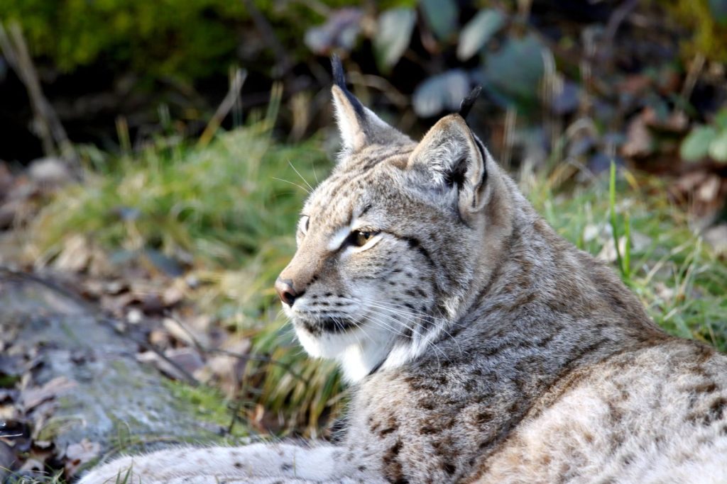 Close-up of a Eurasian Lynx relaxing in a sunlit forest setting.