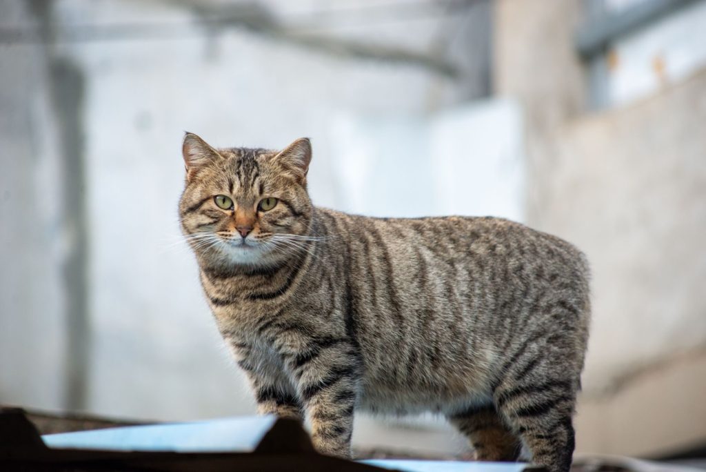 A striped tabby cat with green eyes stands outdoors, looking curious and alert.