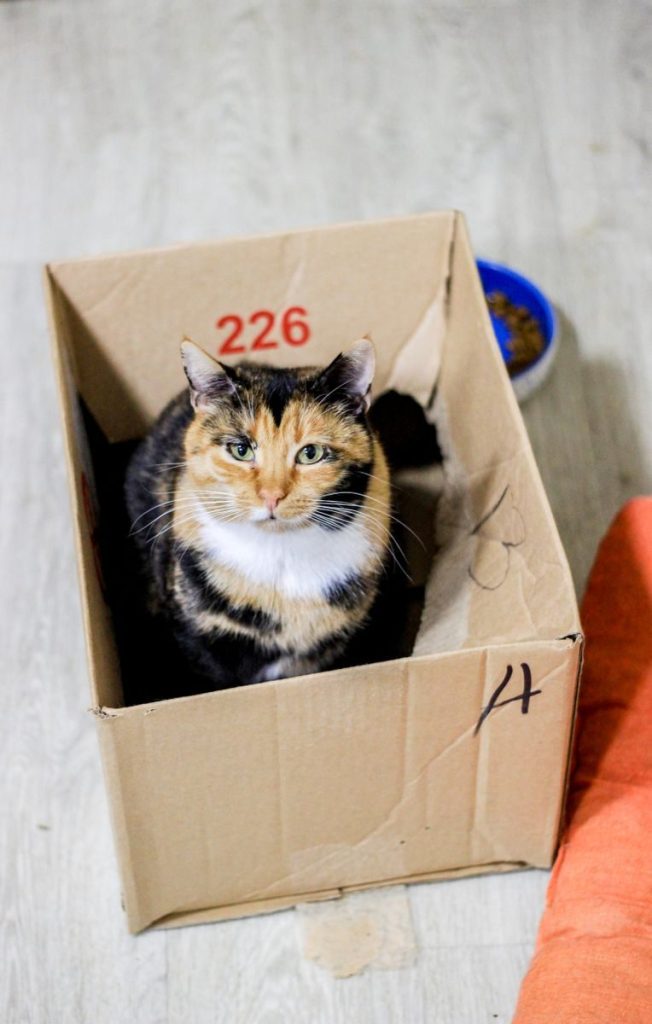 A calico cat looking up while sitting in a cardboard box indoors.