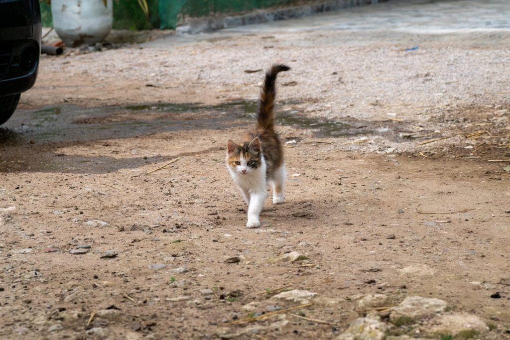 Adorable calico kitten strolling outside on a dirt path. Ideal for pet-themed content.