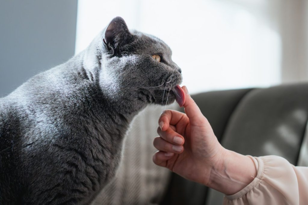 A British Shorthair cat licking a human finger, showcasing playful interaction.