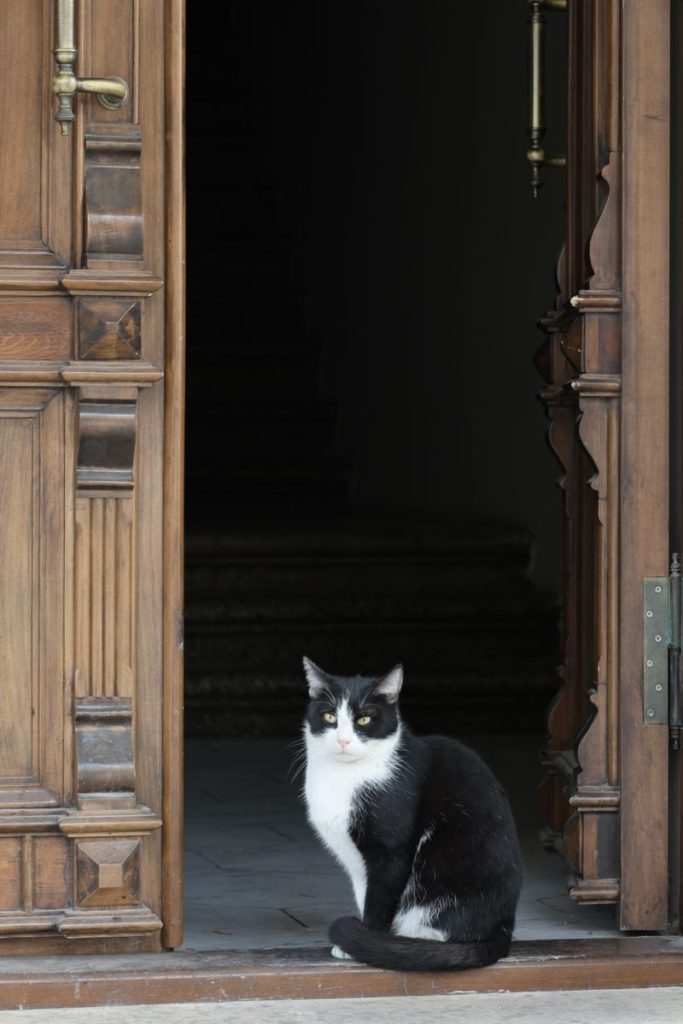 A black and white cat sitting in a wooden doorway with carved details.