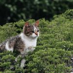 A tabby cat sitting among lush green vegetation in a garden setting.