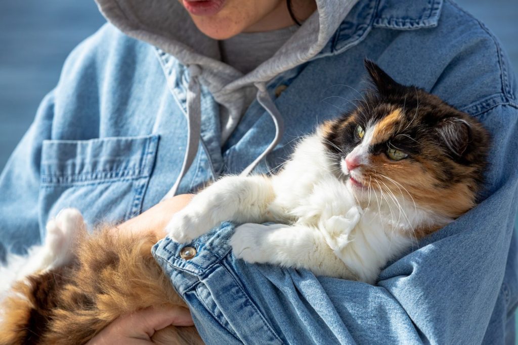 Person in a denim jacket gently holding a fluffy calico cat outdoors during the day.