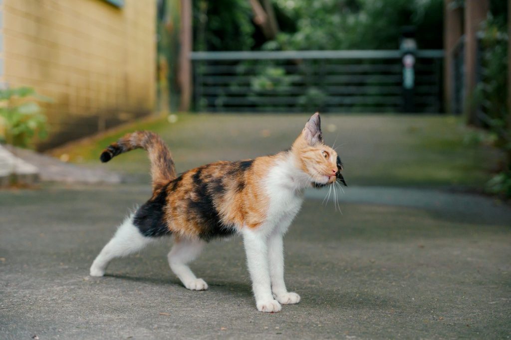 A calico cat stands on a paved walkway outdoors.
