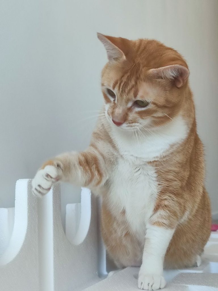 A playful ginger cat engages with a white textured object indoors, showcasing curiosity.