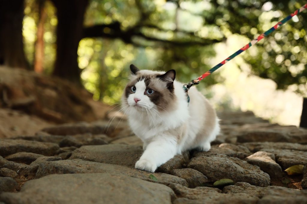 A ragdoll cat on a leash strolls down a rocky forest path, surrounded by vibrant greenery.