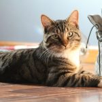 A domestic tabby cat resting indoors on a wooden floor beside a boot.