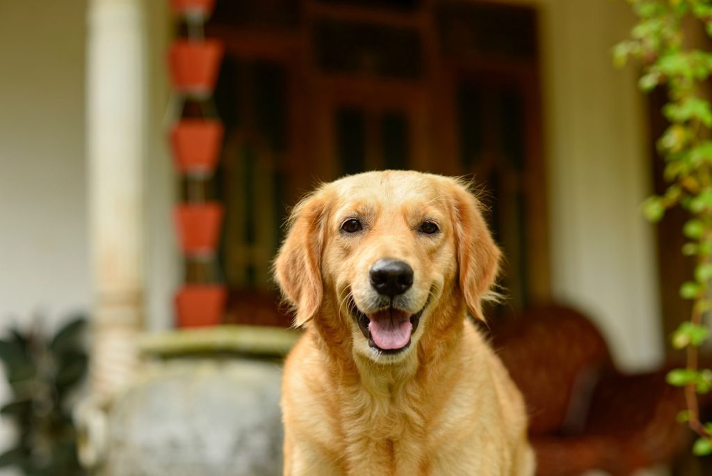 Close-up of a cheerful Golden Retriever sitting in front of a house with a happy expression.