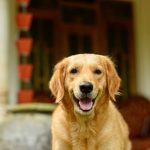 Close-up of a cheerful Golden Retriever sitting in front of a house with a happy expression.